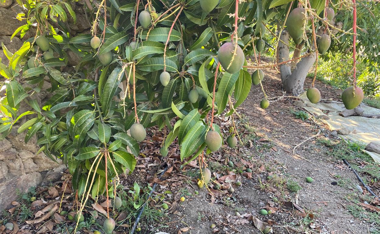 Mangos caídos al suelo en una finca de Algarrobo. 