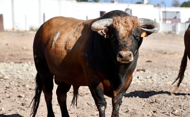 Toro de Rocío de la Cámara.