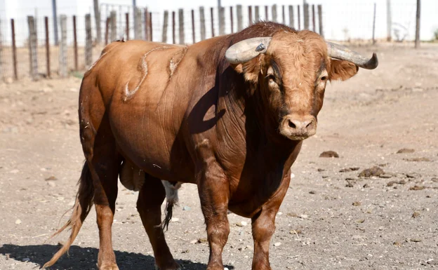 Toro de Rocío de la Cámara.