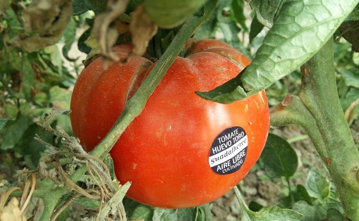 Tomate huevo de toro junto a una variedad cherry, y tomate en la mata. sur