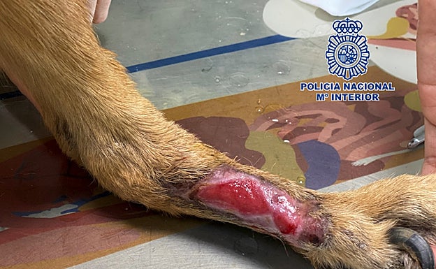 Imagen de las lesiones que presentaba el animal en una de sus patas. 
