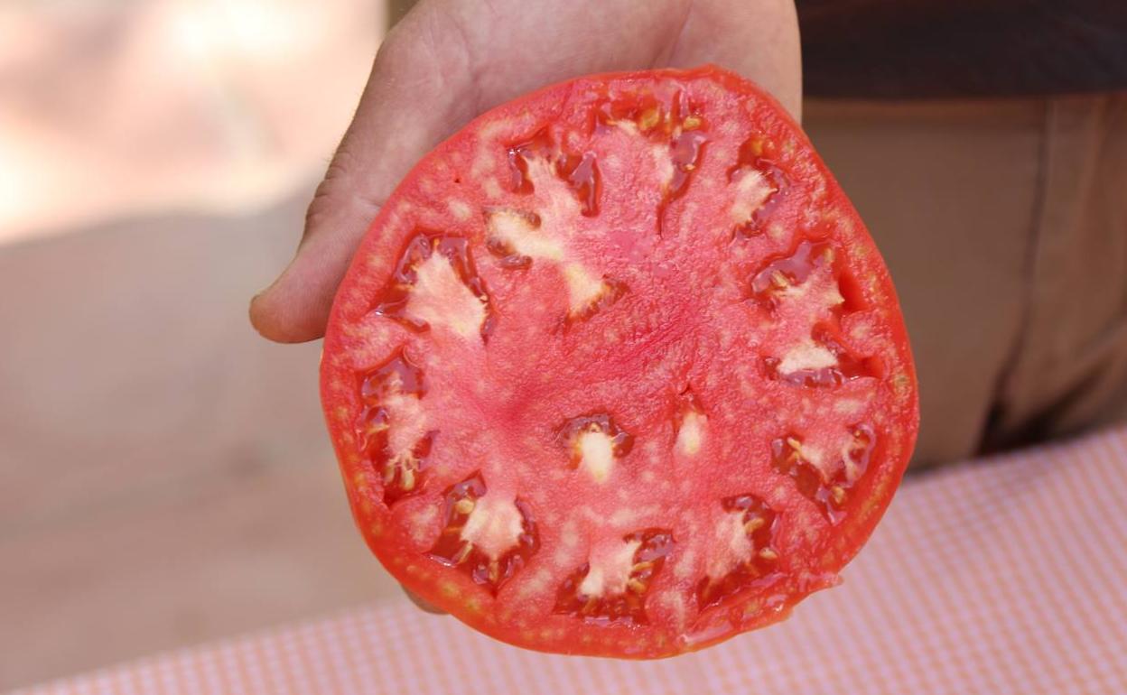 Se trata de un tomate que puede superar el kilo y medio y es muy jugoso. 