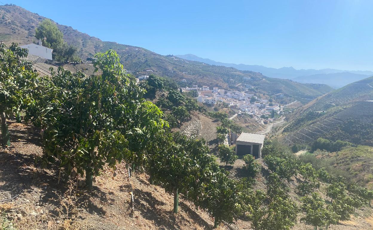 Imagen de una finca de mangos en El Borge. 