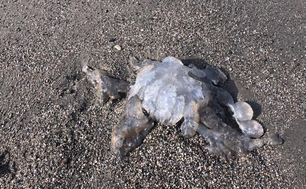 El Aula del Mar alerta de la presencia de medusas en todo el litoral de Málaga 