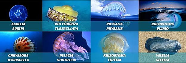 Tipos de medudas habituales en el mediterráneo