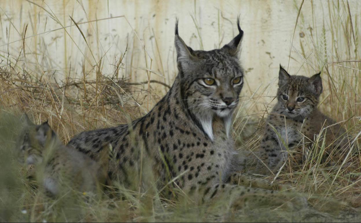 Imagen de una hembra de lince ibérico junto a uno de sus cachorros. 