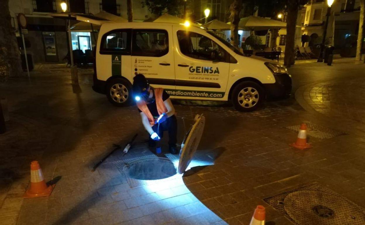 Nerja refuerza el control de plagas en verano con una nueva campaña de desinsectación y desratización