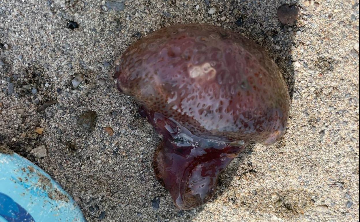 Ejemplar de medusa esta mañana en Playamar. 