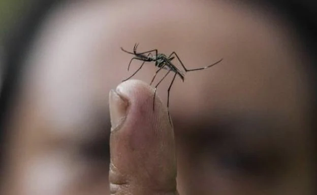 Aedes albopictus, comúnmente conocido como mosquito tigre