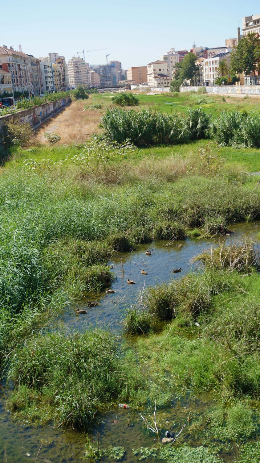 Expertos de la UMA advierten de que la vegetación descontrolada merma la capacidad de desagüe del río en caso de trombas