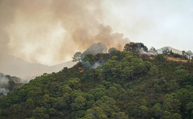 El viento cambiante con rachas de hasta 45 km/h complica el incendio de Estepona, Jubrique y Genalguacil