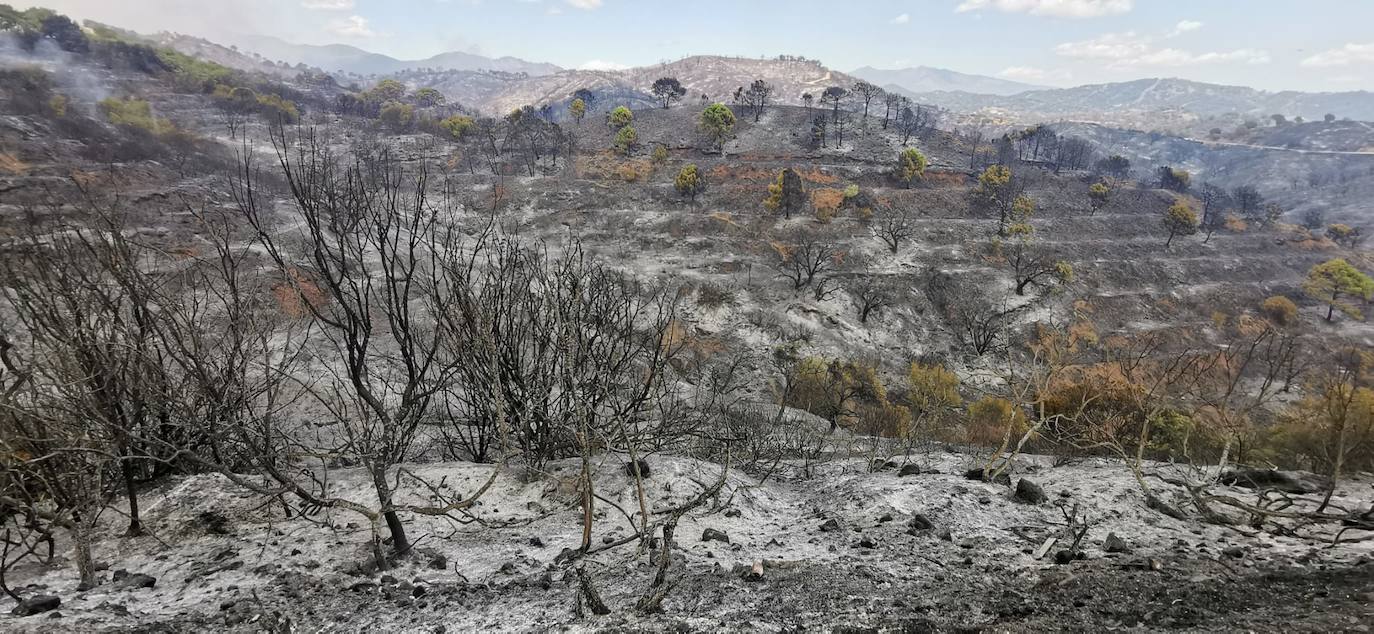 Más de 250 profesionales de Málaga, Granada, Cádiz, Córdoba, Jaén y Sevilla trabajan desde anoche en la zona de Sierra Bermeja donde se ha tenido que cortar al tráfico un tramo de la AP-7 y otras dos carreteras ante el avance de las llamas