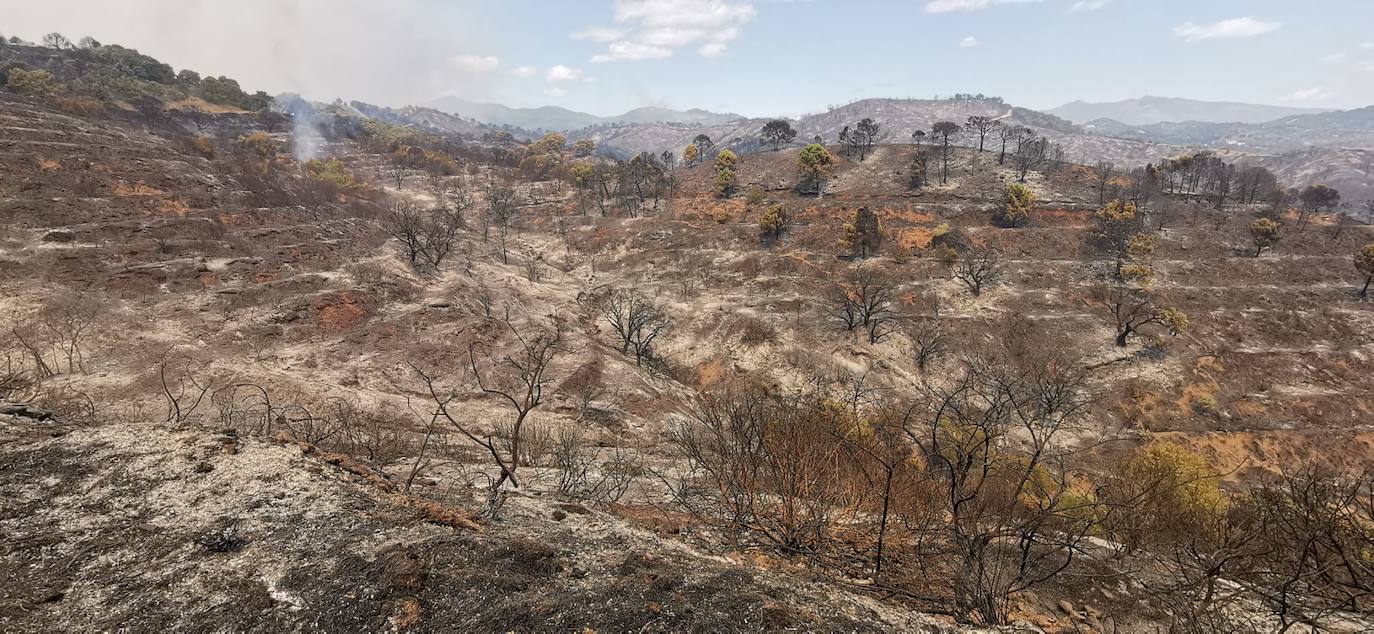 Más de 250 profesionales de Málaga, Granada, Cádiz, Córdoba, Jaén y Sevilla trabajan desde anoche en la zona de Sierra Bermeja donde se ha tenido que cortar al tráfico un tramo de la AP-7 y otras dos carreteras ante el avance de las llamas