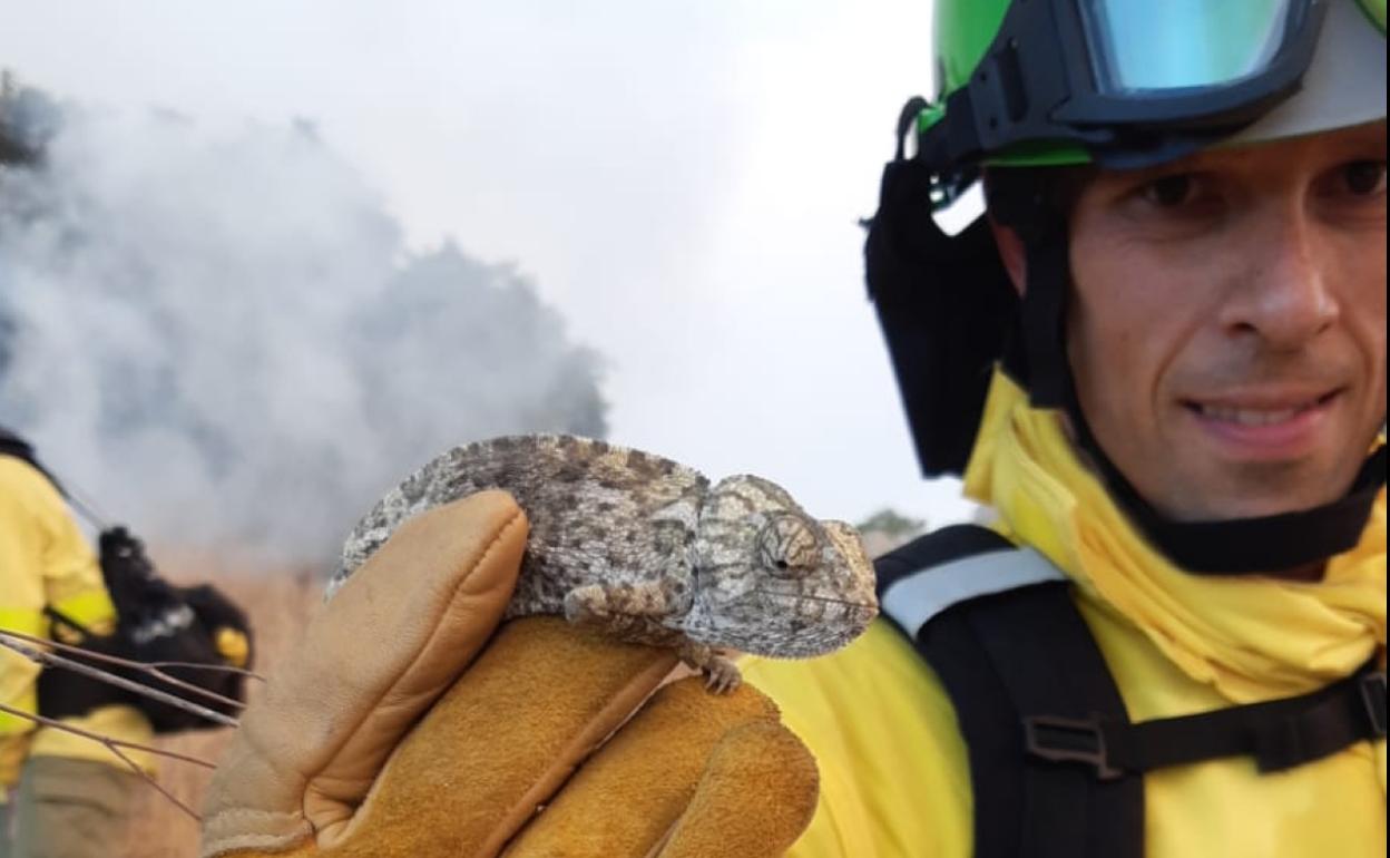 Un trabajador del Infoca rescata a un camaleón del incendio. 