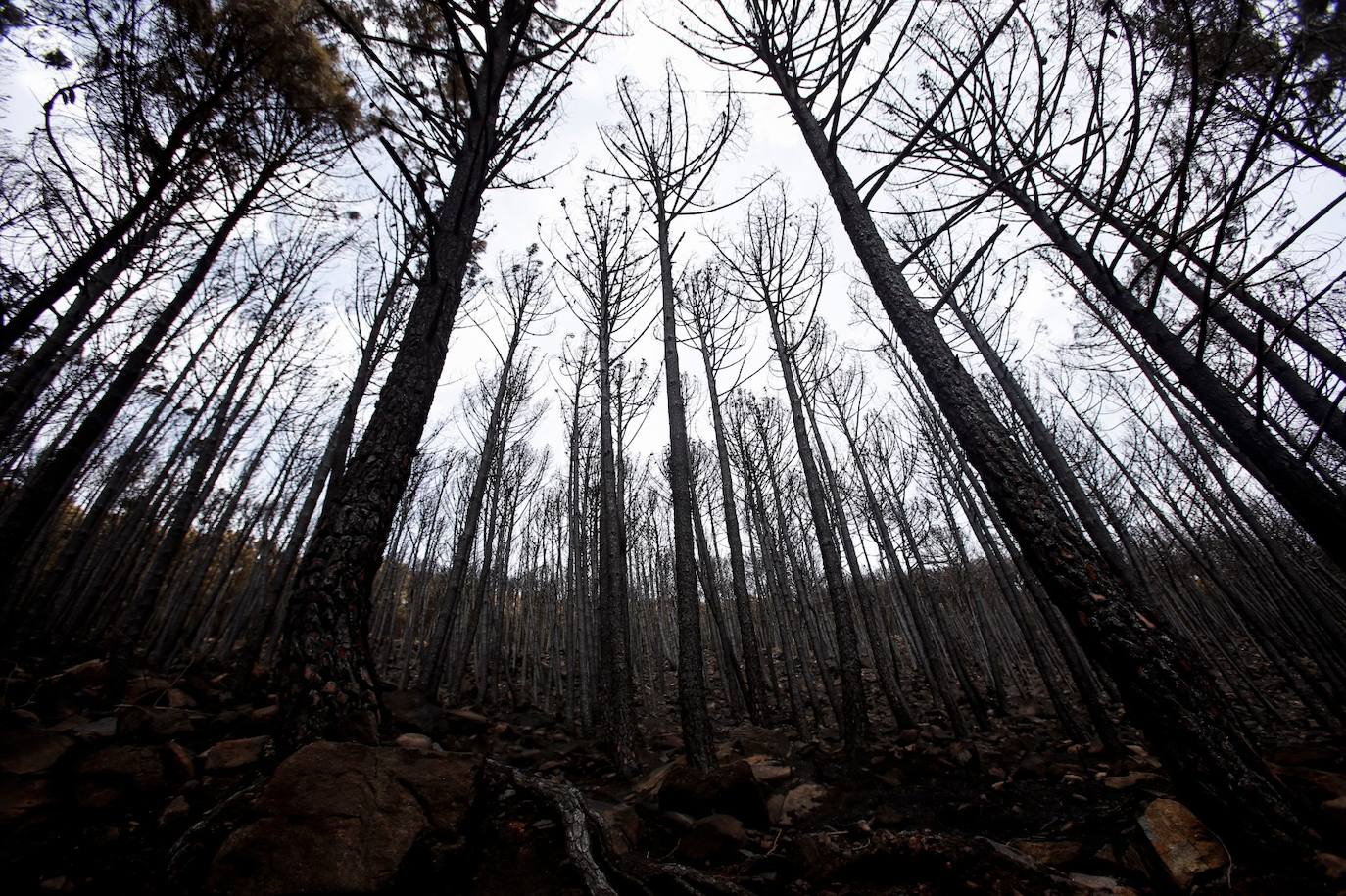 Las imágenes de la desolación tras quedar controlado el fuego en Sierra Bermeja. 