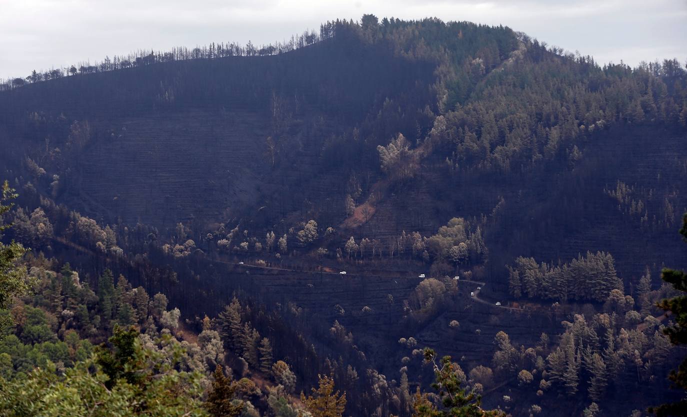 Las imágenes de la desolación tras quedar controlado el fuego en Sierra Bermeja. 