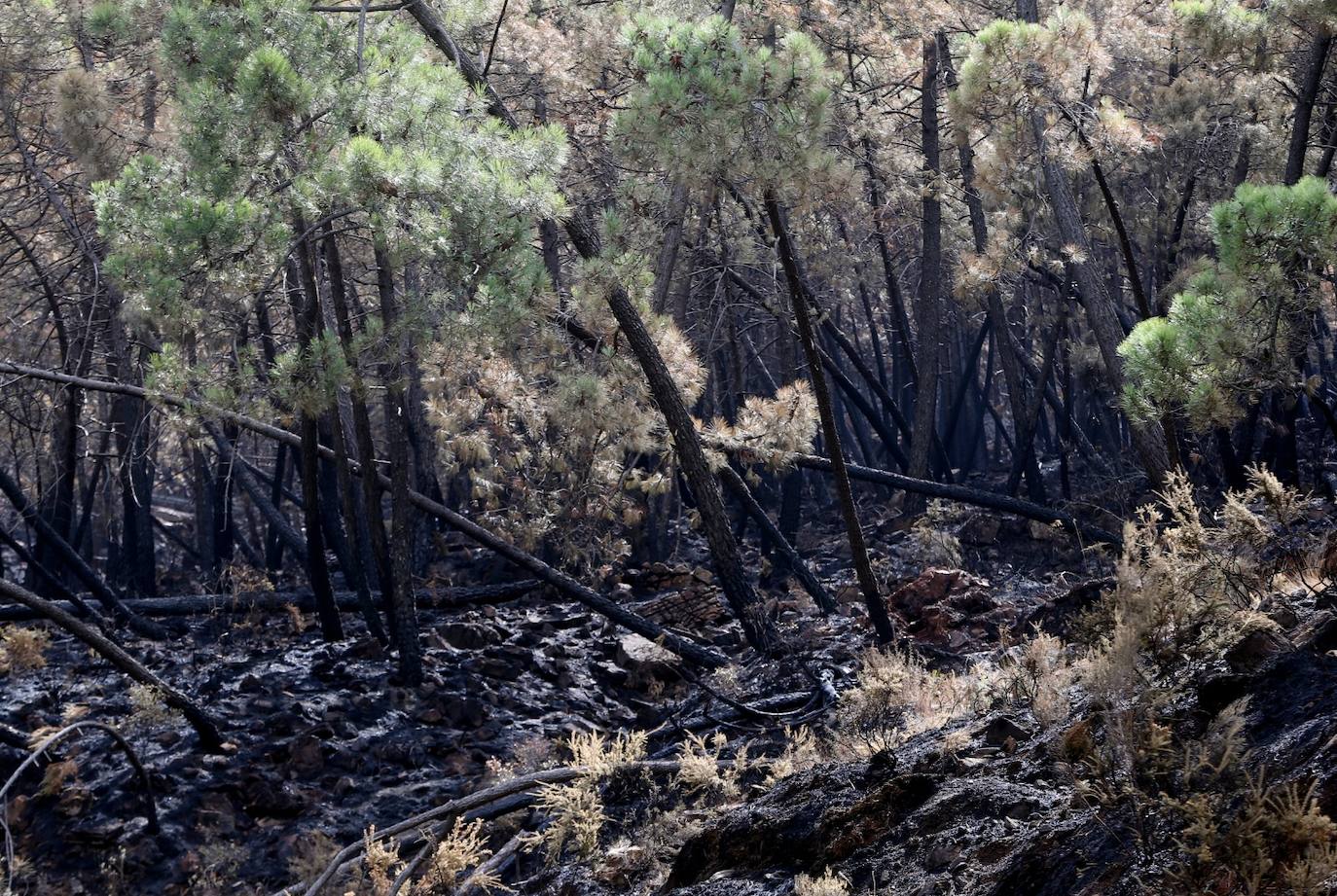 Las imágenes de la desolación tras quedar controlado el fuego en Sierra Bermeja. 