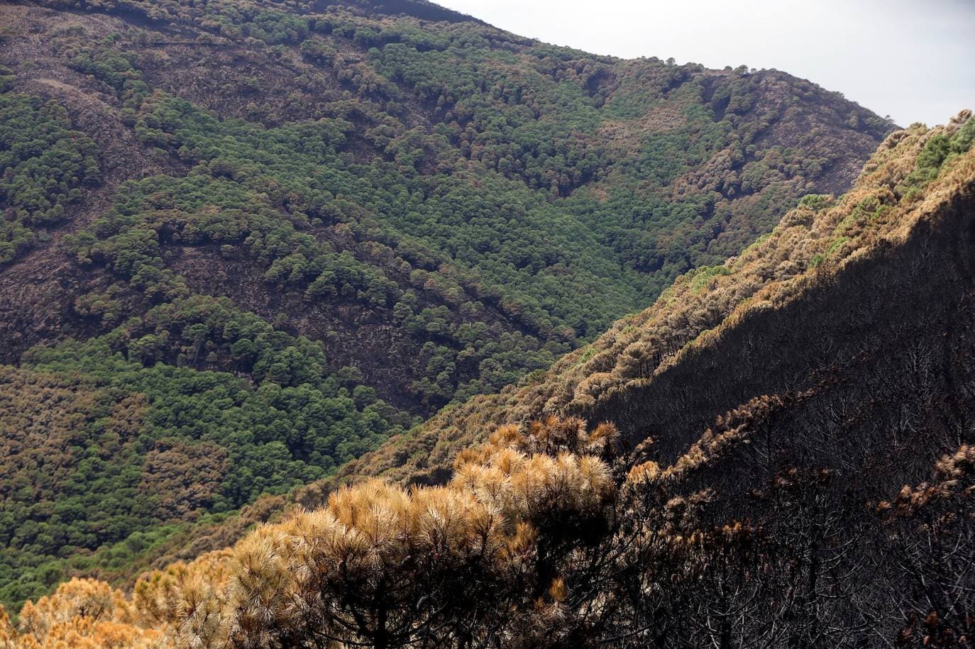 Las imágenes de la desolación tras quedar controlado el fuego en Sierra Bermeja. 