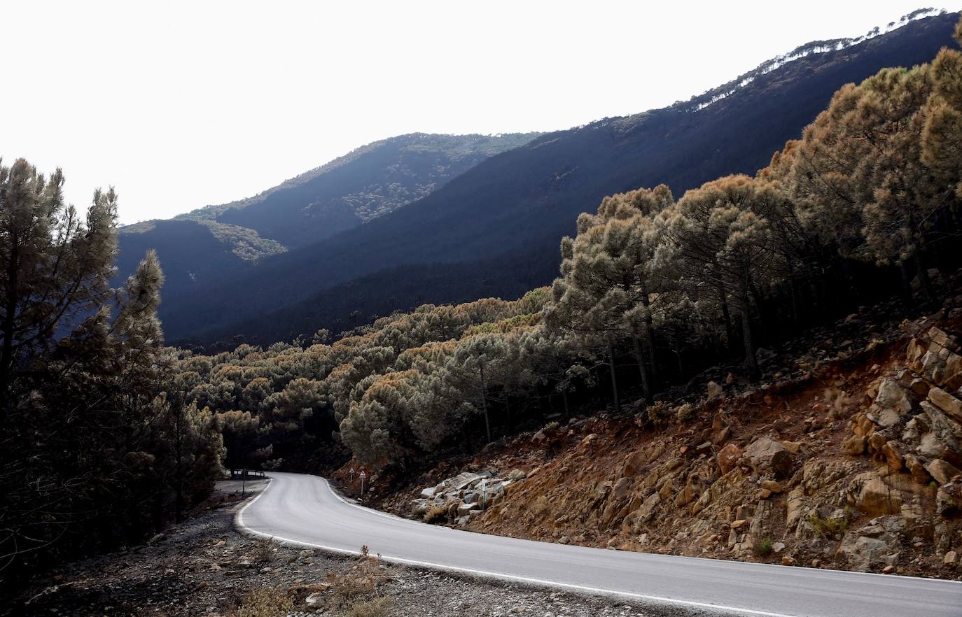 Las imágenes de la desolación tras quedar controlado el fuego en Sierra Bermeja. 