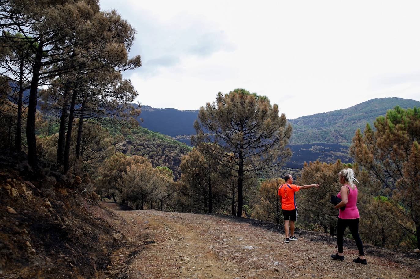 Las imágenes de la desolación tras quedar controlado el fuego en Sierra Bermeja. 