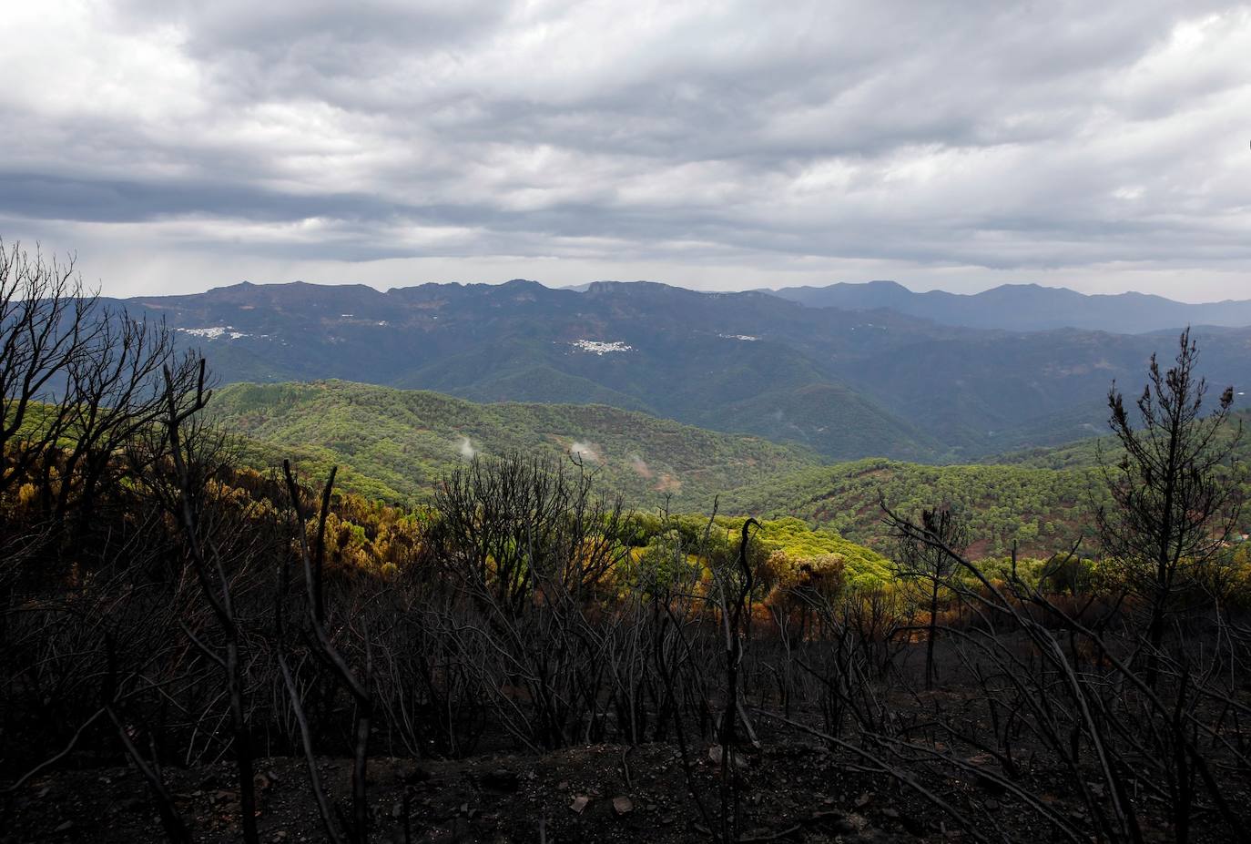 Las imágenes de la desolación tras quedar controlado el fuego en Sierra Bermeja. 