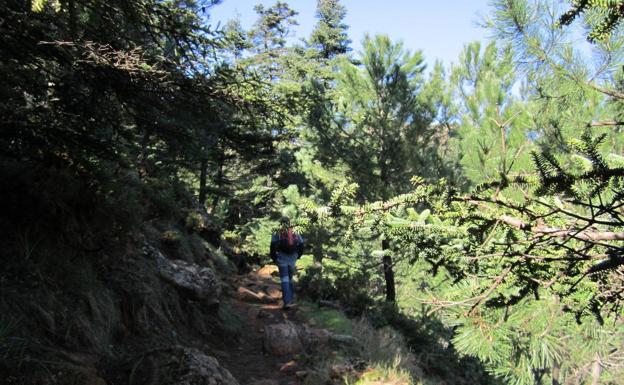 «El pinsapar sigue siendo una isla verde dentro del negro generalizado de la sierra»