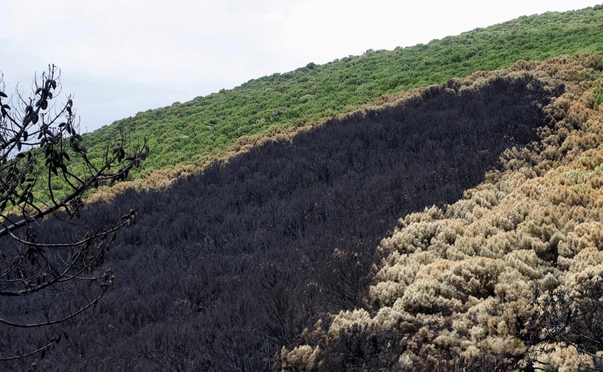 El fuego al pasar tan rápido por algunos parajes dejó rodales de pinar, que serán clave para la regeneración.