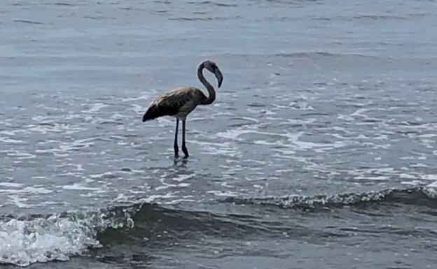 «El flamenco parecía contento, pescando, y se quedó»