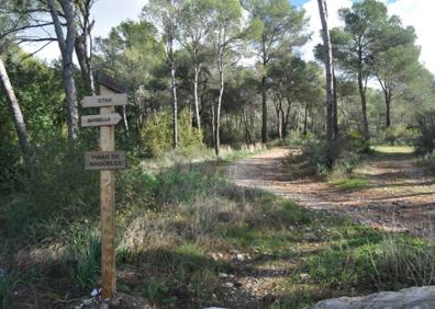 Imagen secundaria 1 - Señalética oficial de la ruta. Pinar de Nagüeles (FOTO: Gran Senda de Málaga). Esta ruta se cruza con la del arroyo de los Monjes.