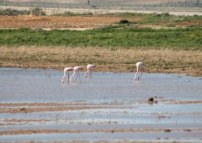 Imagen secundaria 1 - Señalética de una de las lagunas. Flamencos en la Laguna Redonda. A lo lejos se ve la Laguna de Toro.