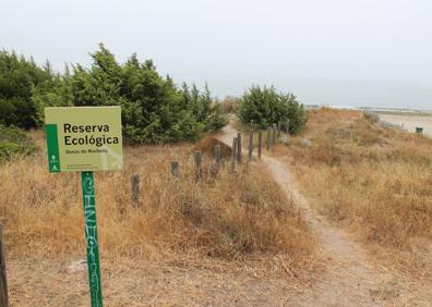 Imagen secundaria 1 - En algunos puntos se ven algunas de las caras más salvajes de la costa marbellí. Reserva ecológica de las Dunas de Marbella. Pequeñas pasarelas para acceder a la playa por las dunas.