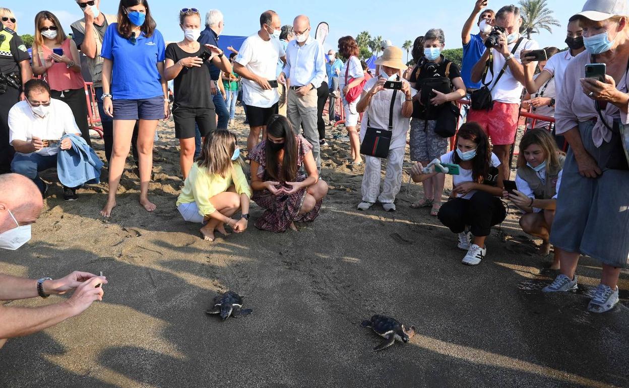 Un centenar de personas han querido ver la entrada de las tortugas en el Mediterráneo. 