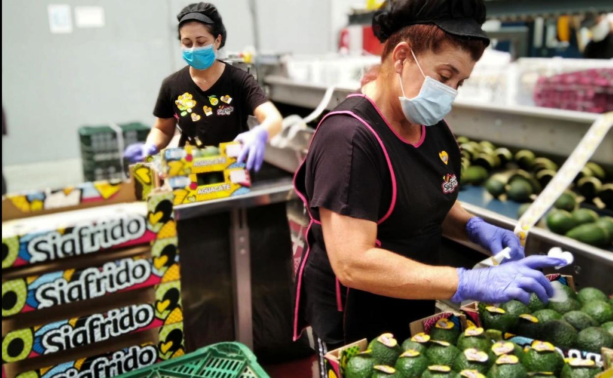 La facturación en el sector de los aguacates aumentó un 21% el año pasado en la provincia. 