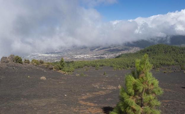 La erupción ha arrasado la vegetación de La Palma, pero resurgirá de sus cenizas