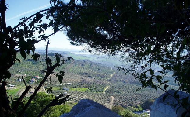 Desde la antigua fortaleza de Alozaina se puede ver un auténtico mar de olivos. 