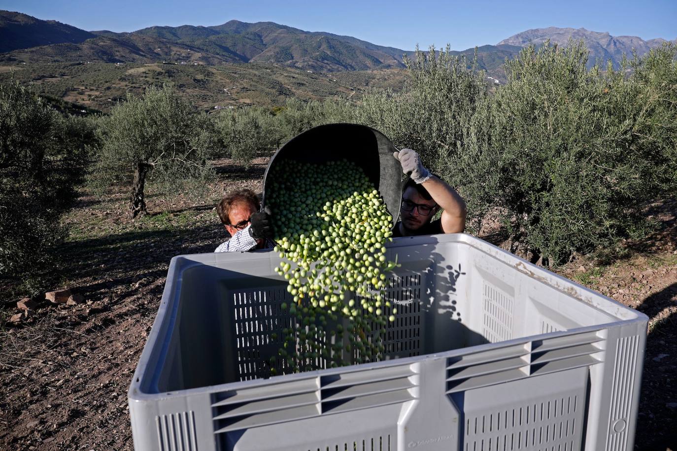 Campaña de recogida en los olivares de Málaga. 