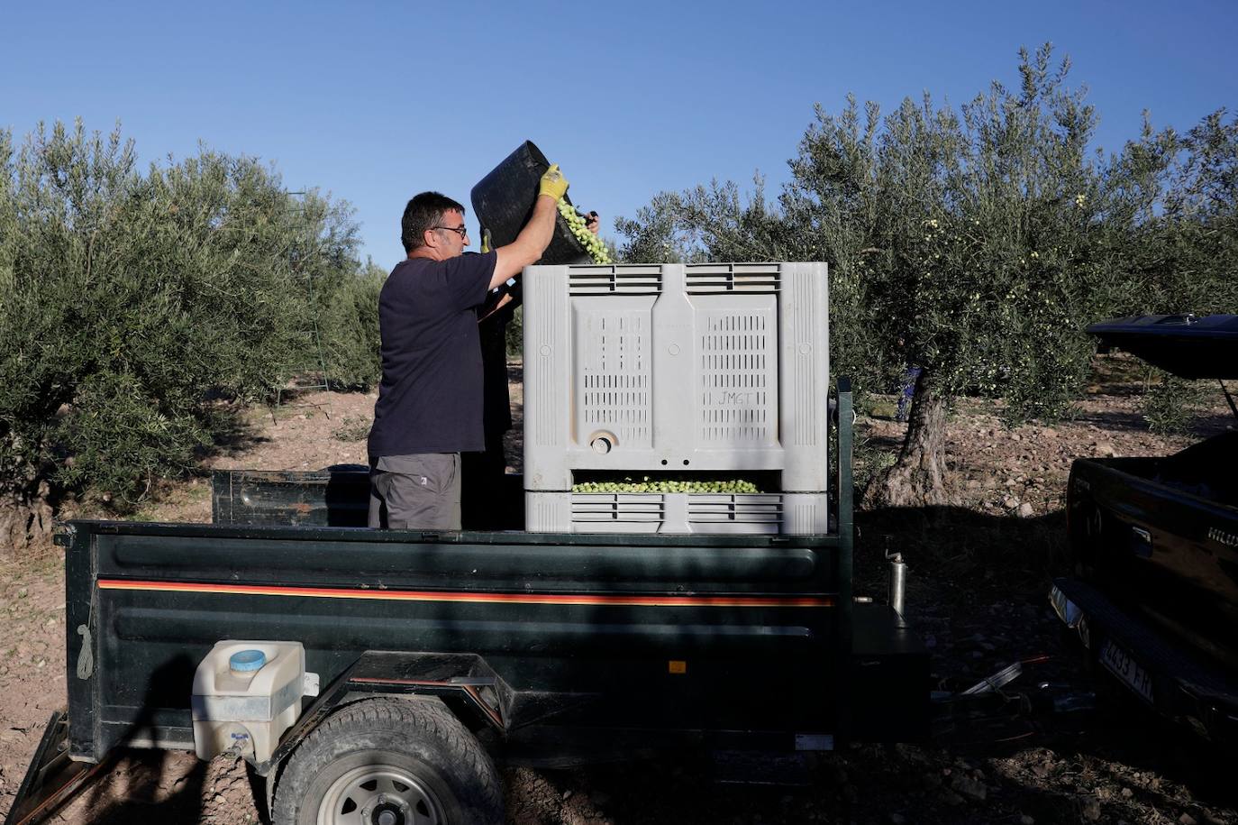 Campaña de recogida en los olivares de Málaga. 