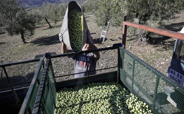 Imagen principal - Recogida: La cuadrilla recolecta la cosecha del día para transportarla a la cooperativa. Selección: La maquinaria de la cooperativa selecciona las mejores aceitunas. Preparación: Un trabajador de Copusán revisa el estado de la salmuera, donde se conservará la aceituna.