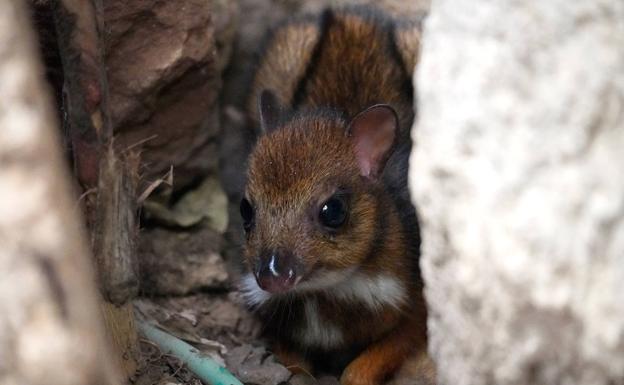 Nace un ciervo ratón en Bioparc Fuengirola, el rumiante más pequeño del mundo