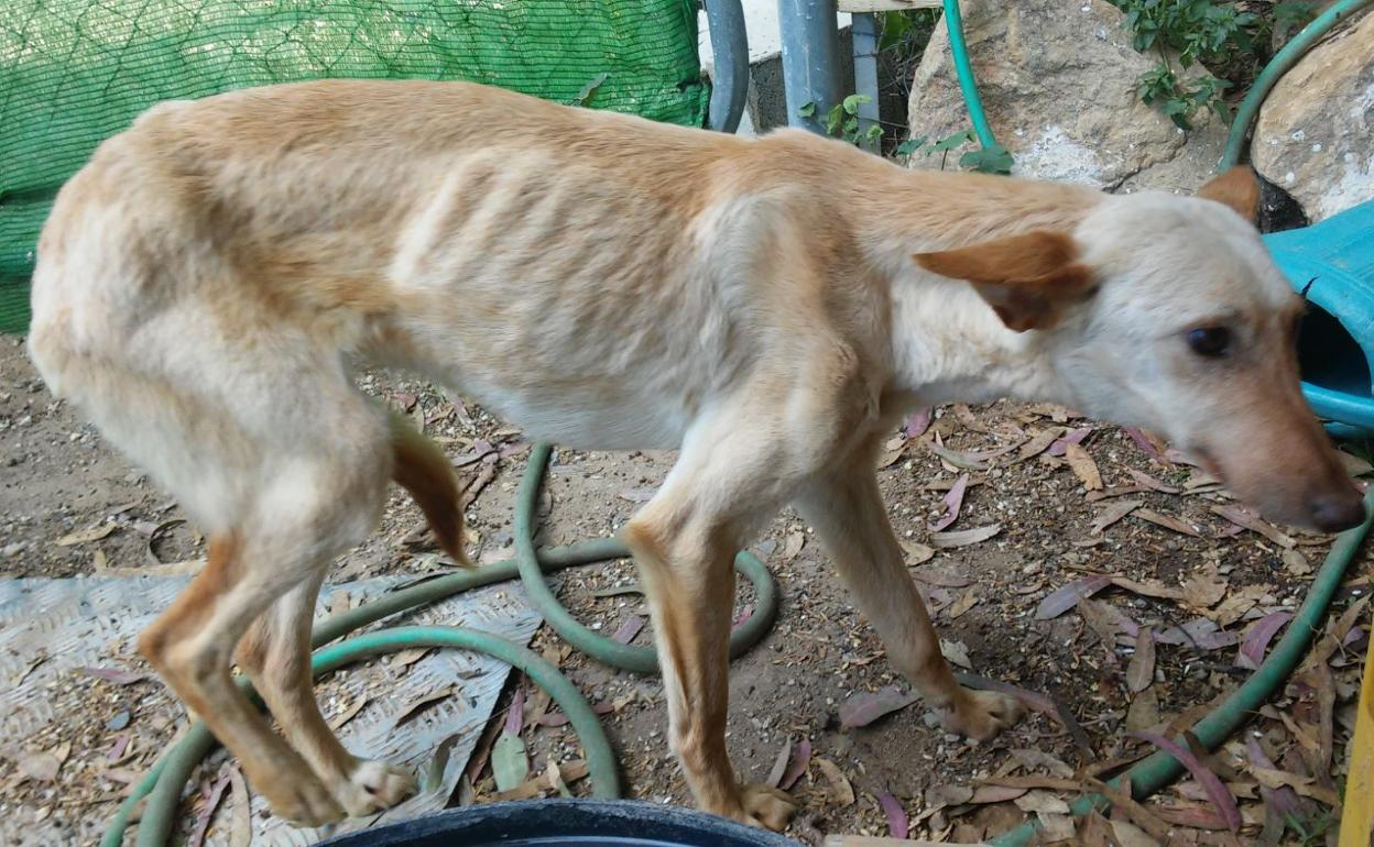 Estado del perro días antes de ser eutanasiado. 