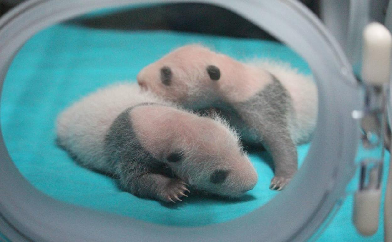 Los gemelos panda, en su incubadora en días recientes.