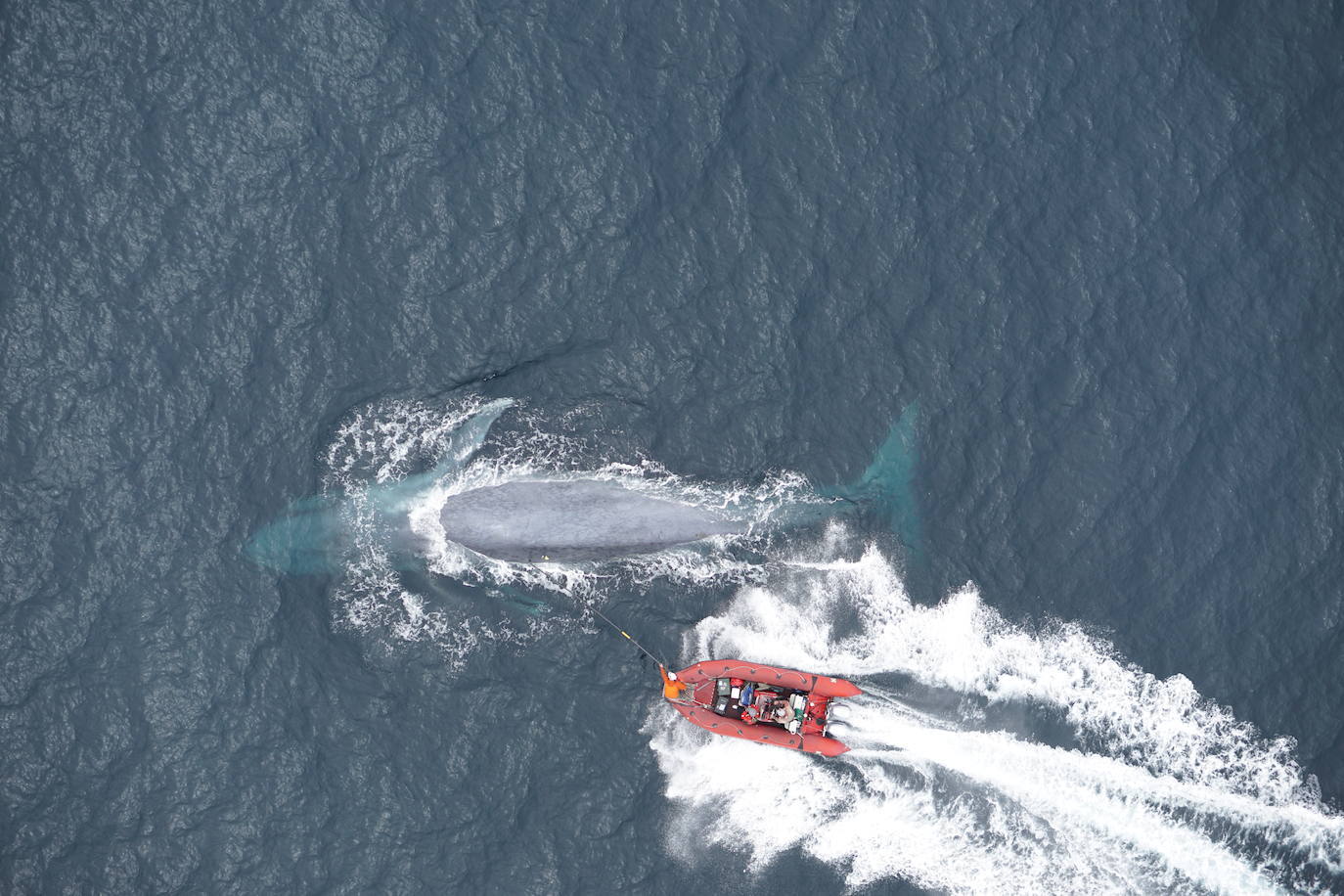Científicos colocan el dispositivo de seguimiento con ventosa a una ballena azul en California.