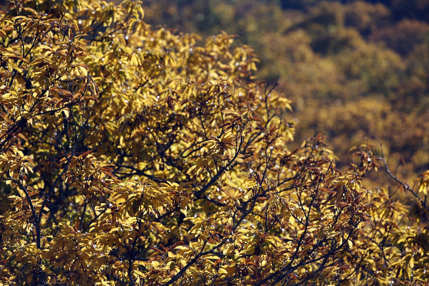 Los bellos colores del otoño en el Valle del Genal. 