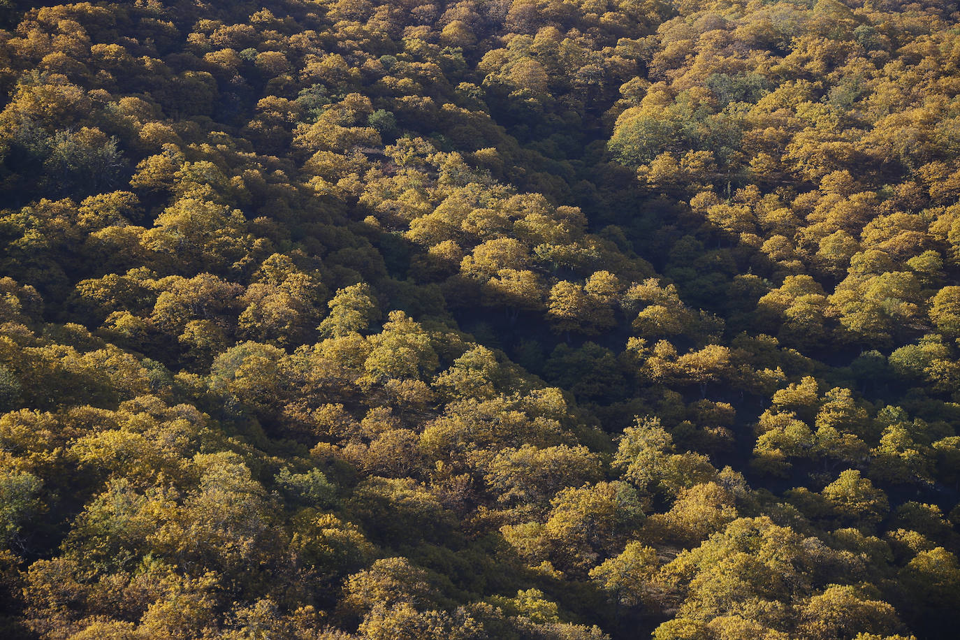 Los bellos colores del otoño en el Valle del Genal. 