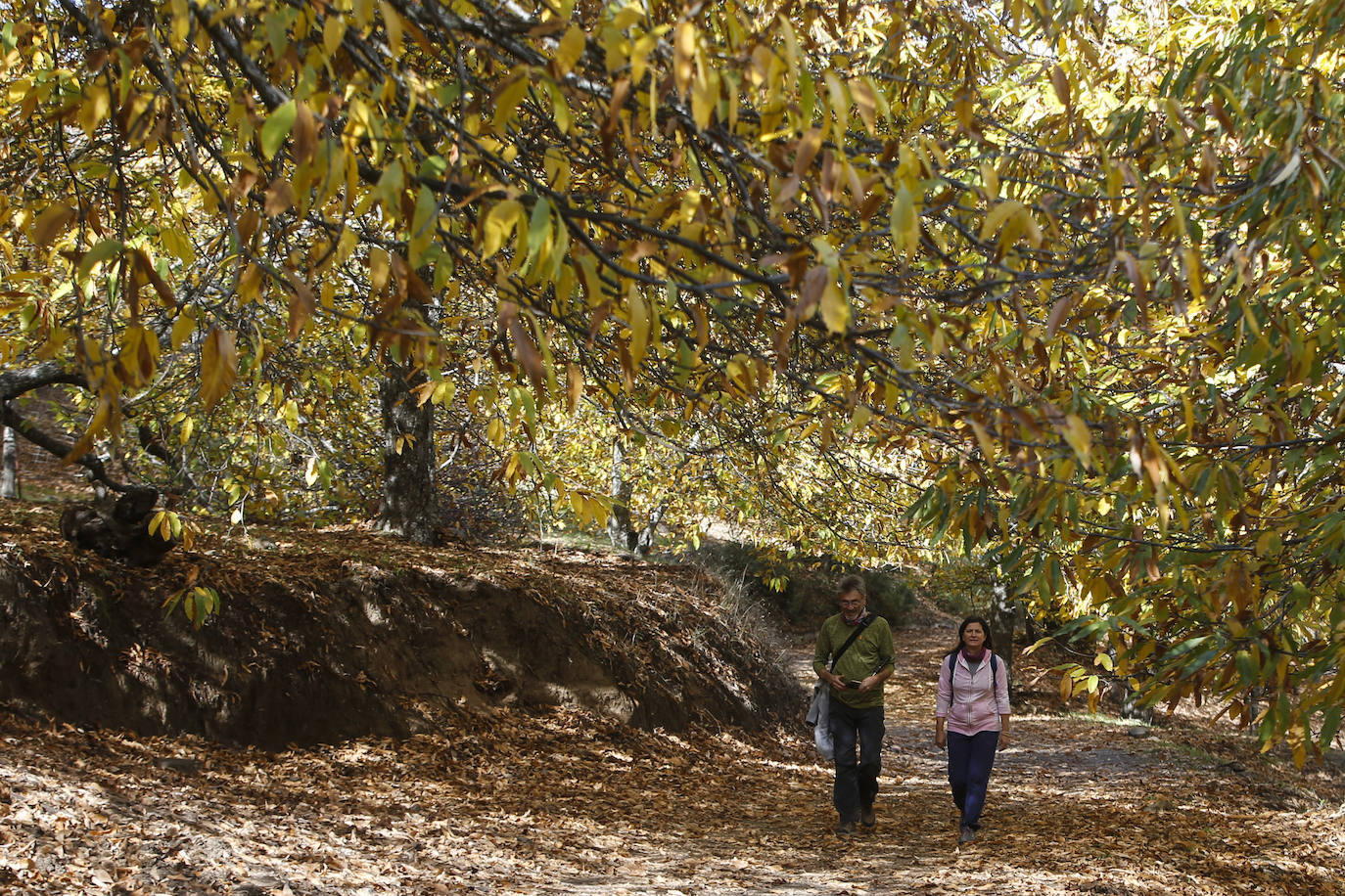 Los bellos colores del otoño en el Valle del Genal. 