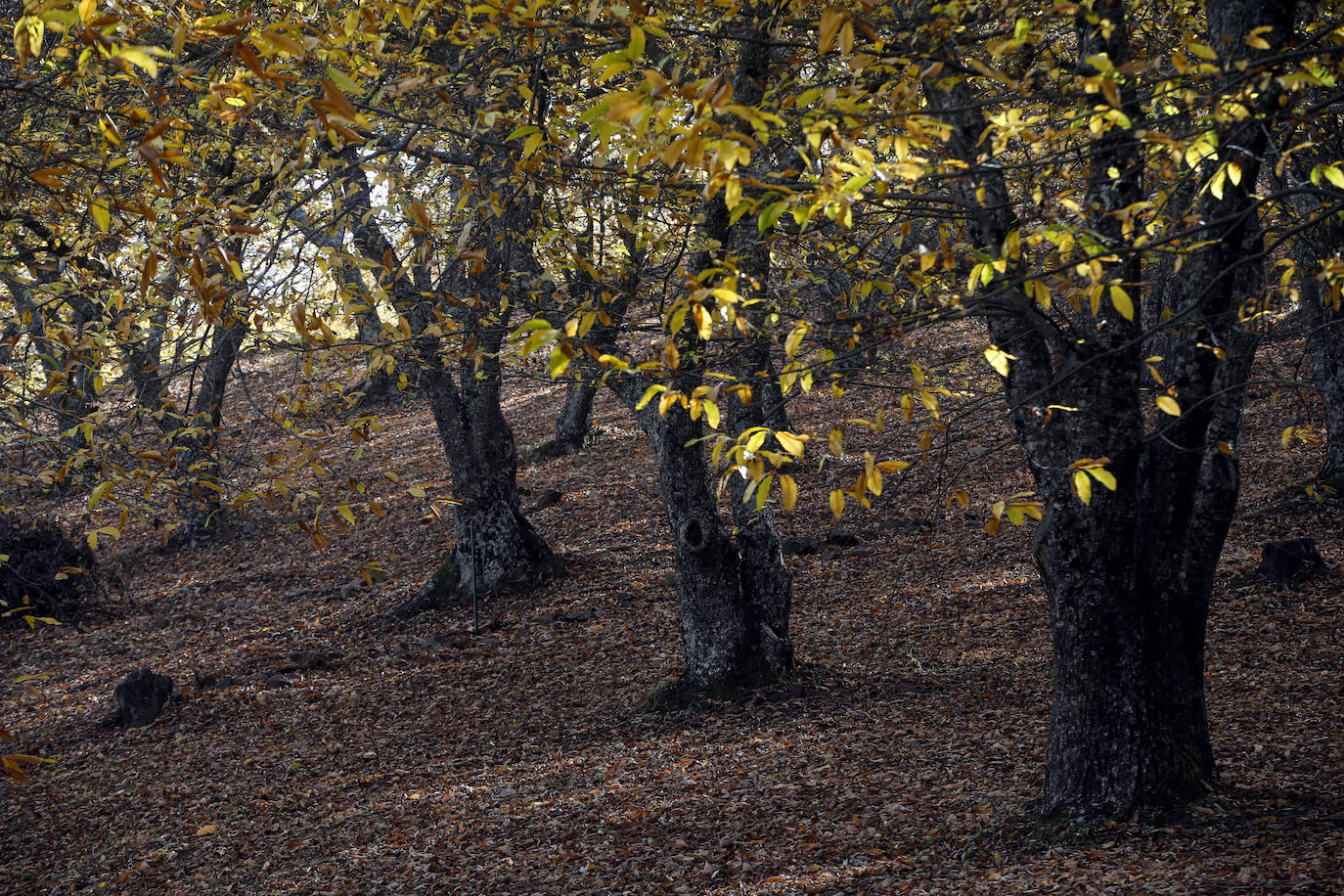 Los bellos colores del otoño en el Valle del Genal. 