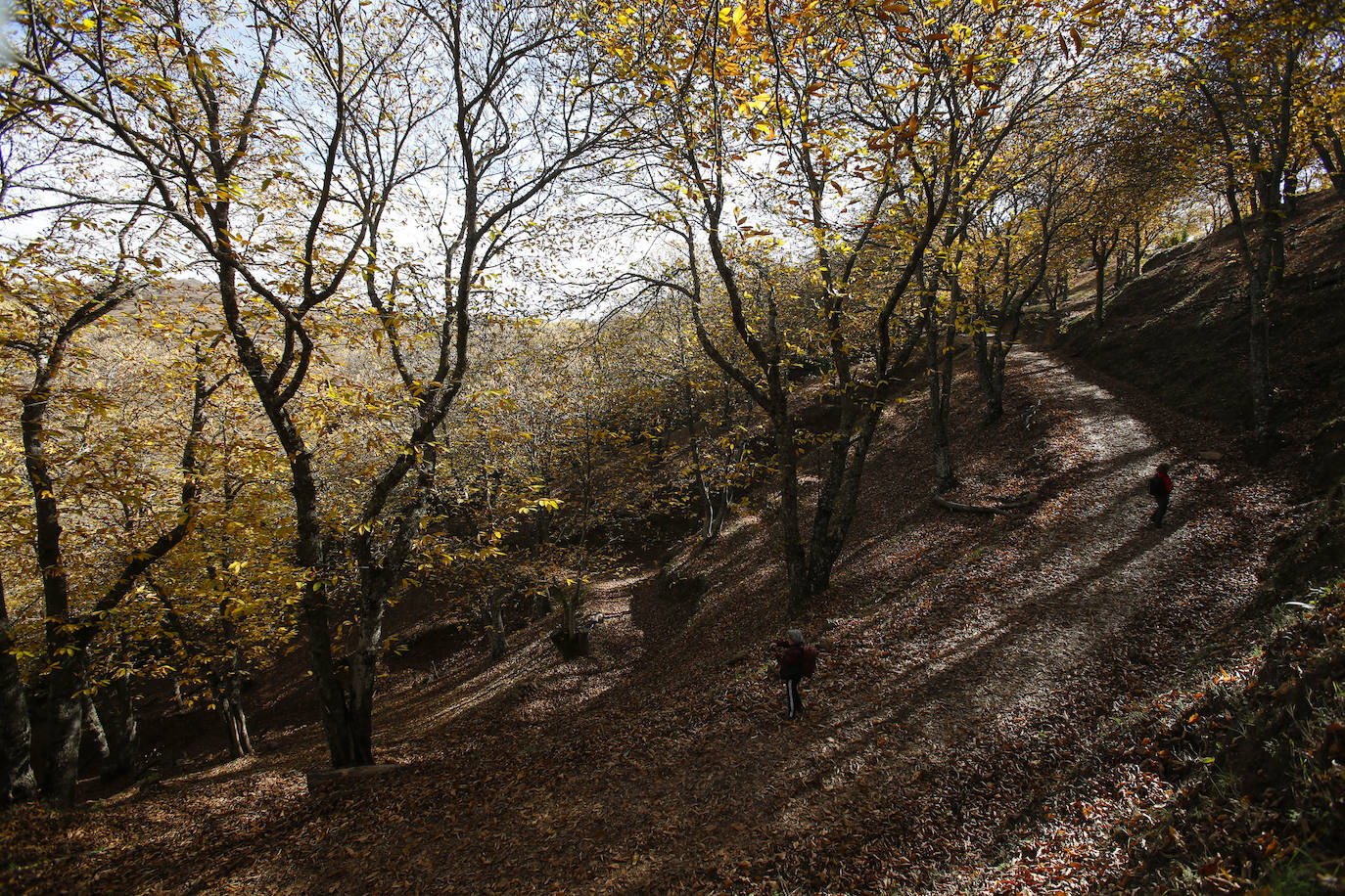 Los bellos colores del otoño en el Valle del Genal. 