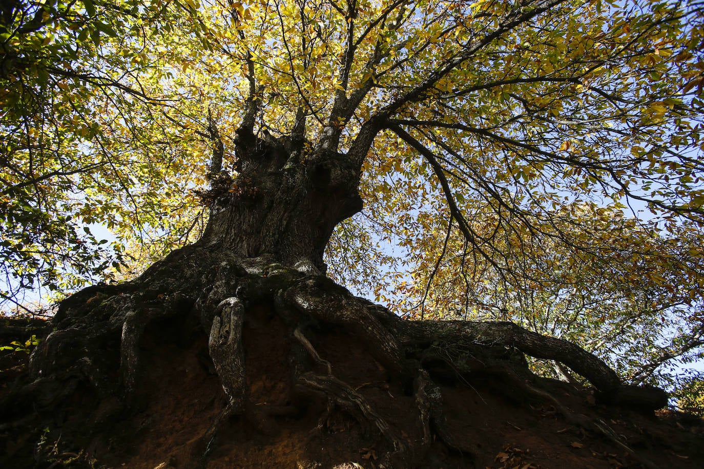 Imagen principal - Bosque del Cobre. Los colores del otoño en el Valle del Genal son un poderoso atractivo que lleva a miles de personas los fines de semana a pasear entre los castaños, un momento que cada año se retrasa más. 
