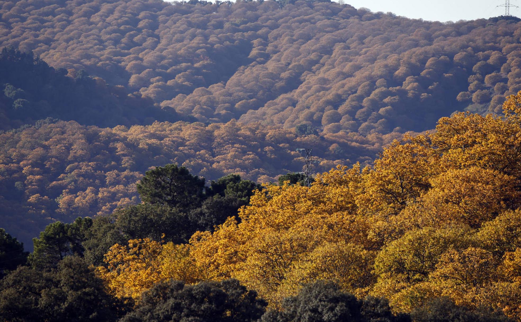 Los colores del otoño en el Valle del Genal son un poderoso atractivo que invitan a pasear por la provincia. 