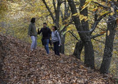 Imagen secundaria 1 - Bosque del Cobre. Los colores del otoño en el Valle del Genal son un poderoso atractivo que lleva a miles de personas los fines de semana a pasear entre los castaños, un momento que cada año se retrasa más. 